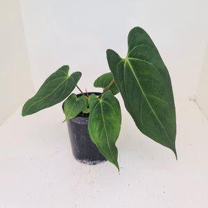Anthurium 'Black Sensation' x