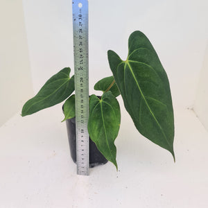 Anthurium 'Black Sensation' x