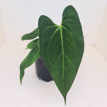 Load image into Gallery viewer, Anthurium &#39;Black Sensation&#39; x