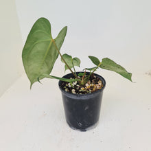 Load image into Gallery viewer, Anthurium &#39;Black Sensation&#39; x