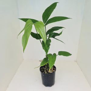 Anthurium Digitatum