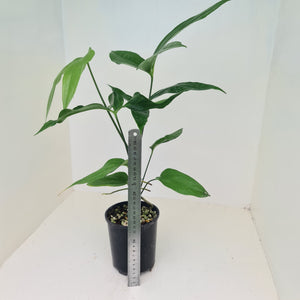 Anthurium Digitatum