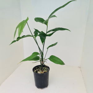 Anthurium Digitatum