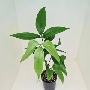 Anthurium Digitatum