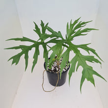 Load image into Gallery viewer, Philodendron Warszewiczii