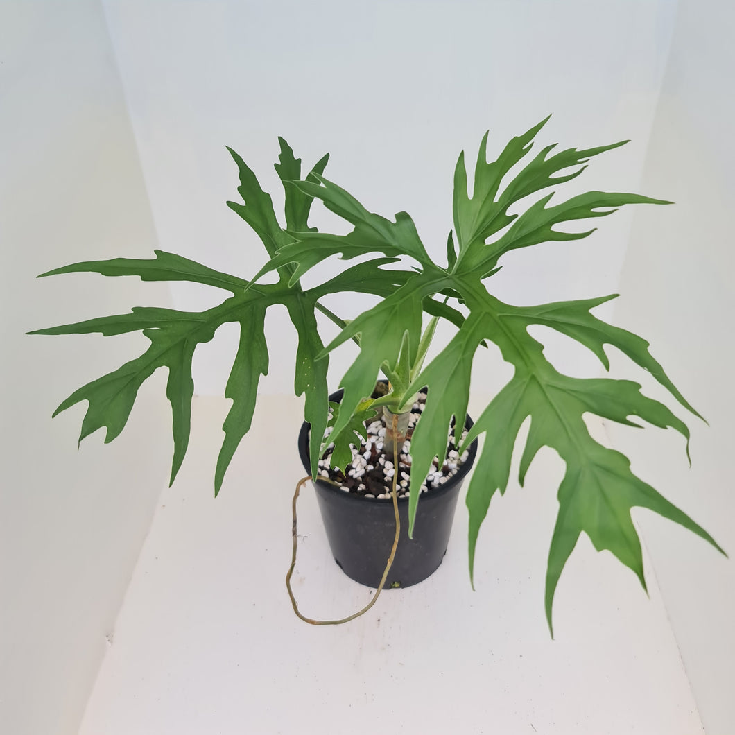 Philodendron Warszewiczii