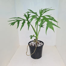 Load image into Gallery viewer, Philodendron Warszewiczii