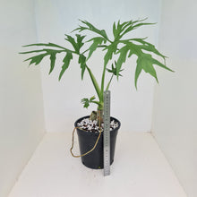 Load image into Gallery viewer, Philodendron Warszewiczii