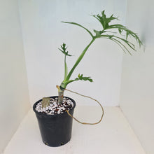 Load image into Gallery viewer, Philodendron Warszewiczii