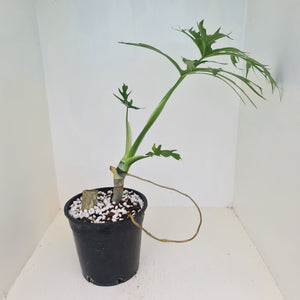 Philodendron Warszewiczii