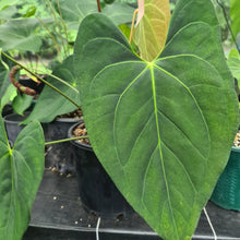 Load image into Gallery viewer, 5 x Anthurium &#39;Black Sensation&#39; hybrid x seeds (Complex Hybrid)