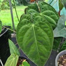 Load image into Gallery viewer, 5 x Anthurium complex hybrid seeds (Similar to Luxurians x Papillilaminum x Crystallinum)