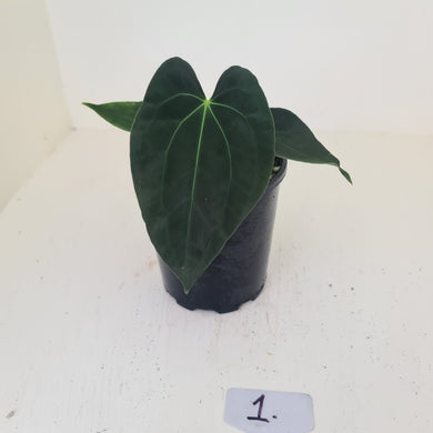 #1 Anthurium Hybrid Seedling