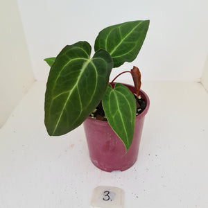 #3 Anthurium 'Velvet Shadow'