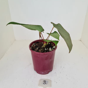 #3 Anthurium 'Velvet Shadow'