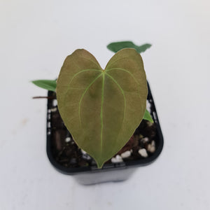 #6 Anthurium Hybrid Seedling