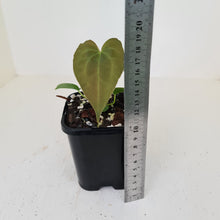 Load image into Gallery viewer, #6 Anthurium Hybrid Seedling