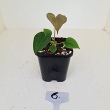 Load image into Gallery viewer, #6 Anthurium Hybrid Seedling