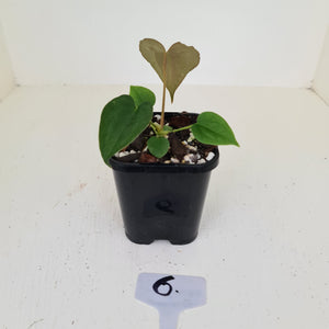 #6 Anthurium Hybrid Seedling