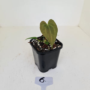 #6 Anthurium Hybrid Seedling