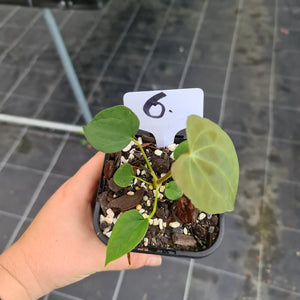 #6 Anthurium Hybrid Seedling