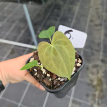 Load image into Gallery viewer, #6 Anthurium Hybrid Seedling