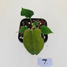 Load image into Gallery viewer, #7 Anthurium Hybrid Seedling