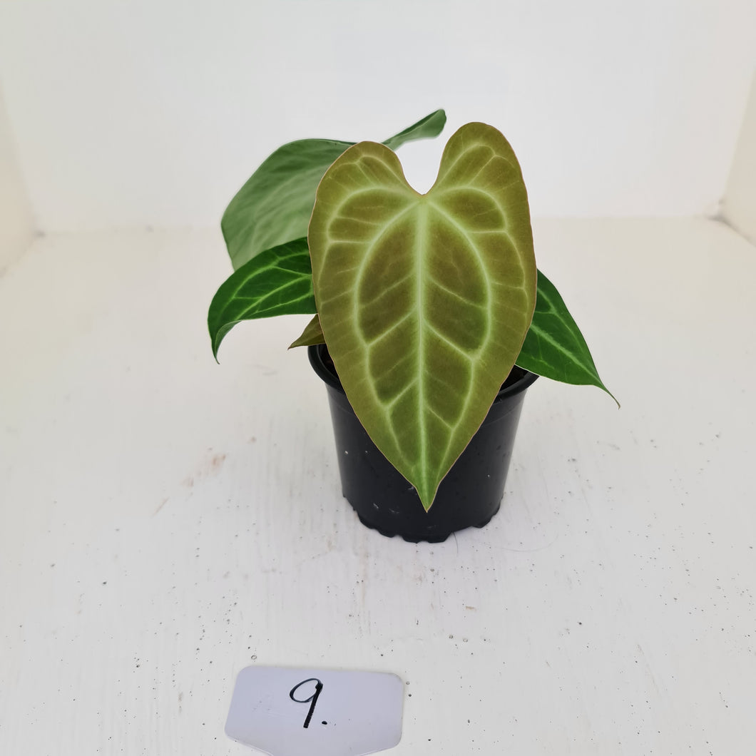 #9 Anthurium Magnificum Hybrid x - Seedling