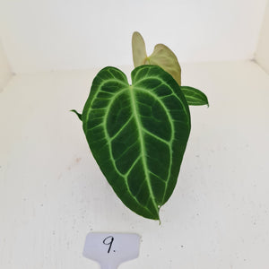 #9 Anthurium Magnificum Hybrid x - Seedling