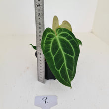 Load image into Gallery viewer, #9 Anthurium Magnificum Hybrid x - Seedling