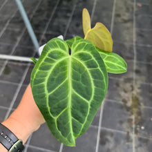 Load image into Gallery viewer, #9 Anthurium Magnificum Hybrid x - Seedling