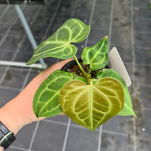 Load image into Gallery viewer, #9 Anthurium Magnificum Hybrid x - Seedling