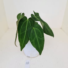 Load image into Gallery viewer, #10 Anthurium &#39;Velvet Shadow&#39;