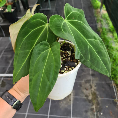 #10 Anthurium 'Velvet Shadow'