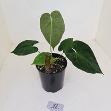 Load image into Gallery viewer, #11 Anthurium Hybrid Seedling