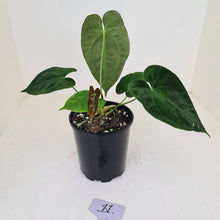 Load image into Gallery viewer, #11 Anthurium Hybrid Seedling