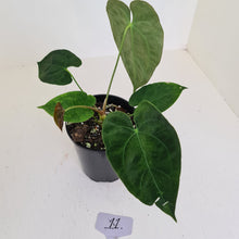 Load image into Gallery viewer, #11 Anthurium Hybrid Seedling