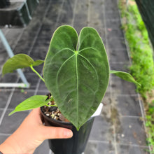 Load image into Gallery viewer, #11 Anthurium Hybrid Seedling