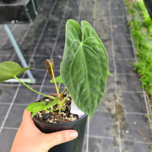 Load image into Gallery viewer, #11 Anthurium Hybrid Seedling
