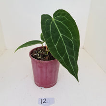 Load image into Gallery viewer, #12 Anthurium &#39;Velvet Shadow&#39;