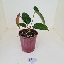 Load image into Gallery viewer, #12 Anthurium &#39;Velvet Shadow&#39;
