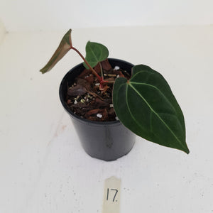 #17 Anthurium hybrid