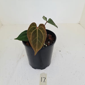 #17 Anthurium hybrid