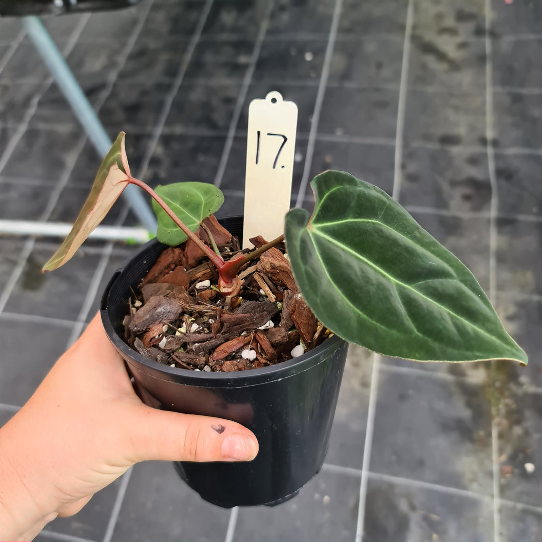 #17 Anthurium hybrid