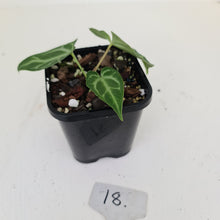 Load image into Gallery viewer, #18 Anthurium Magnificum - Seedling