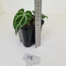 Load image into Gallery viewer, #18 Anthurium Magnificum - Seedling
