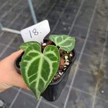 Load image into Gallery viewer, #18 Anthurium Magnificum - Seedling