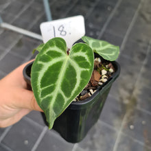 Load image into Gallery viewer, #18 Anthurium Magnificum - Seedling