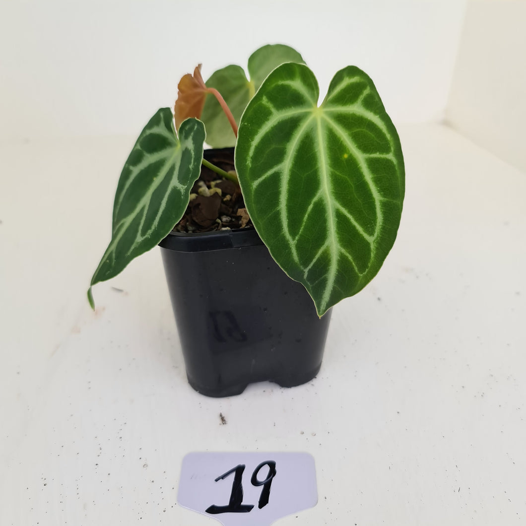 #19 Anthurium Magnificum - Seedling