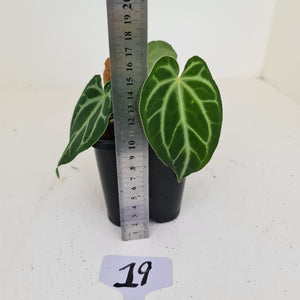 #19 Anthurium Magnificum - Seedling